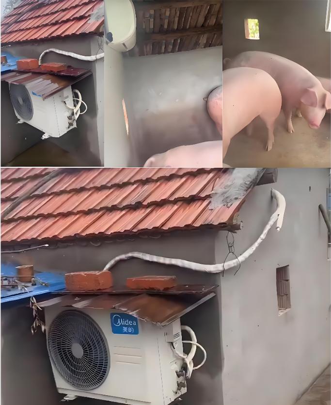 Pigs have air conditioner
